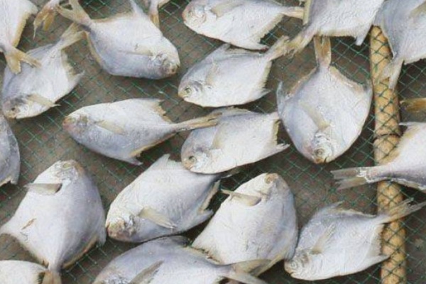 鱼类养殖技术和常识汇总(图2)
