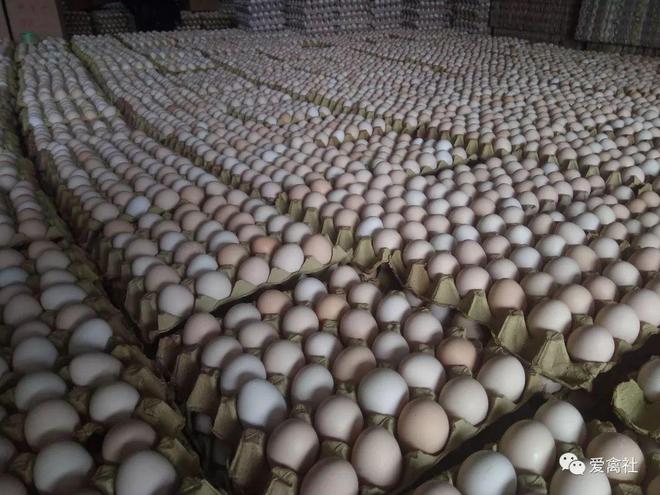 蛋价三块今年养鸡进退两难？未来蛋鸡养殖堪忧！(图2)